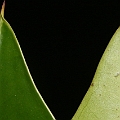 Rhizophora apiculata (Corky Stilt Mangrove) フタバナヒルギ at Machans Beach<br />Canon EOS KDX (400D) + EFS60 F2.8 + SPEEDLITE 380EX